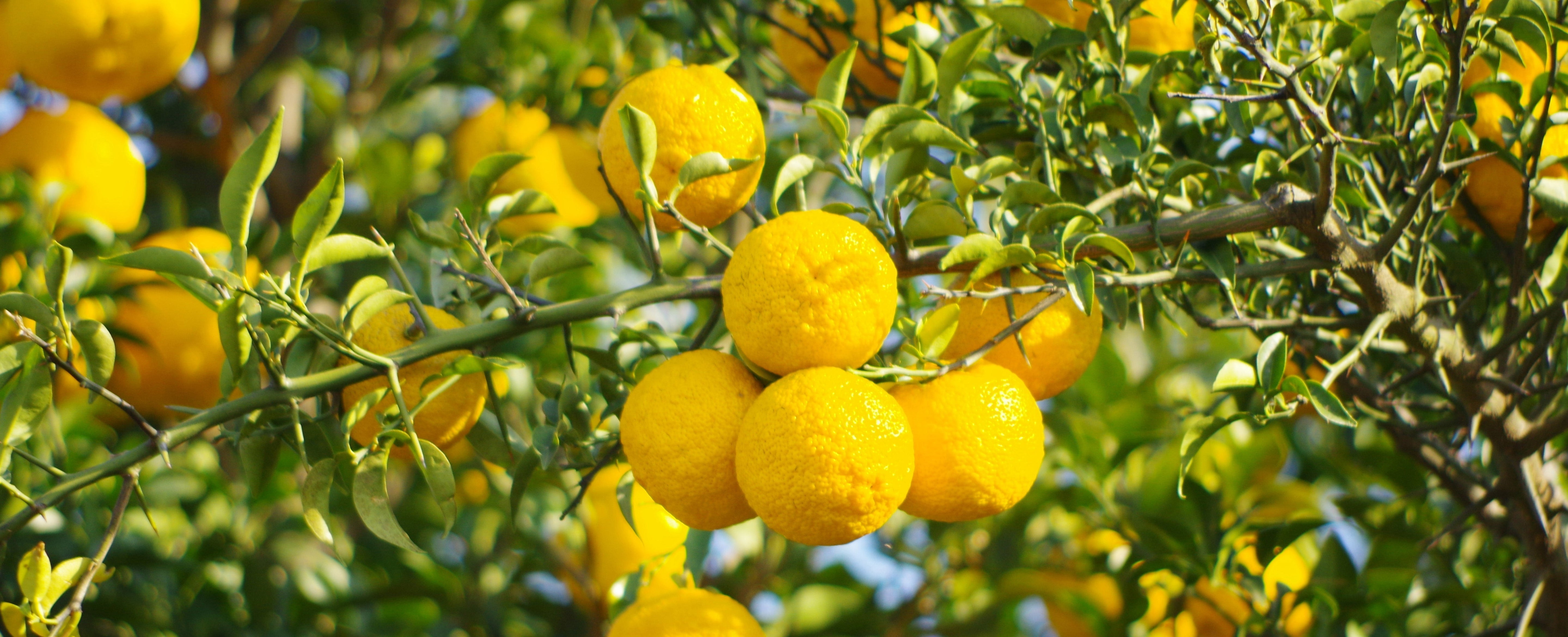 世界に広がる日本の香り、柚子の香りって？