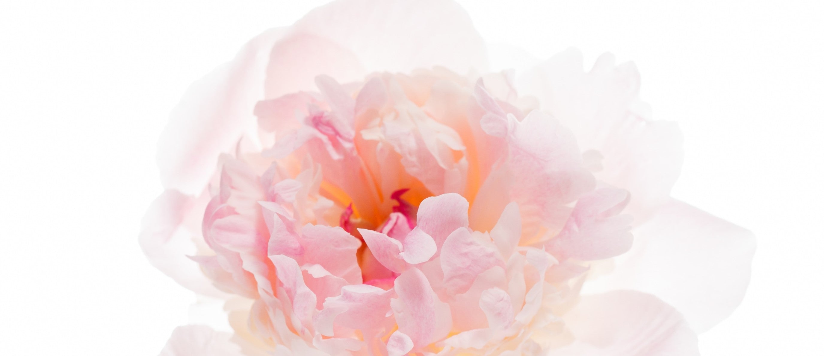 香り名リニューアルのお知らせ。スマイリング ティオニーからスマイリングホワイトティーへ