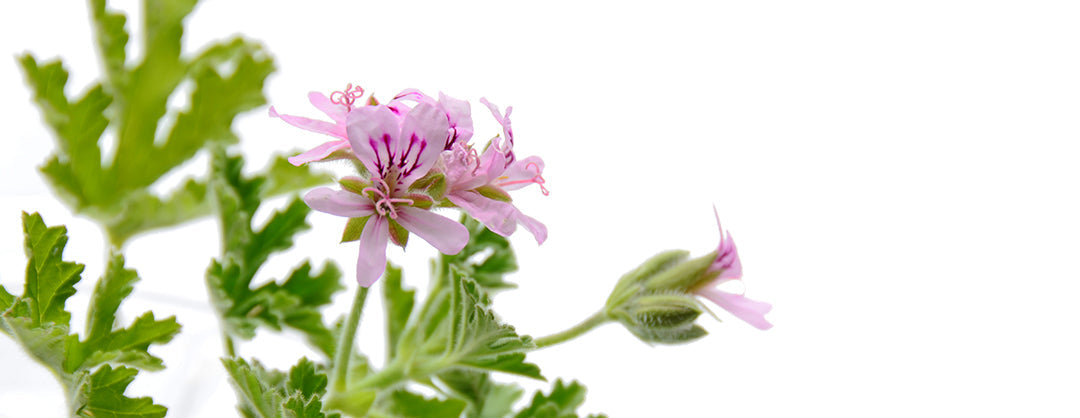 自己肯定感を高めてくれるゼラニウムってどんな香り？