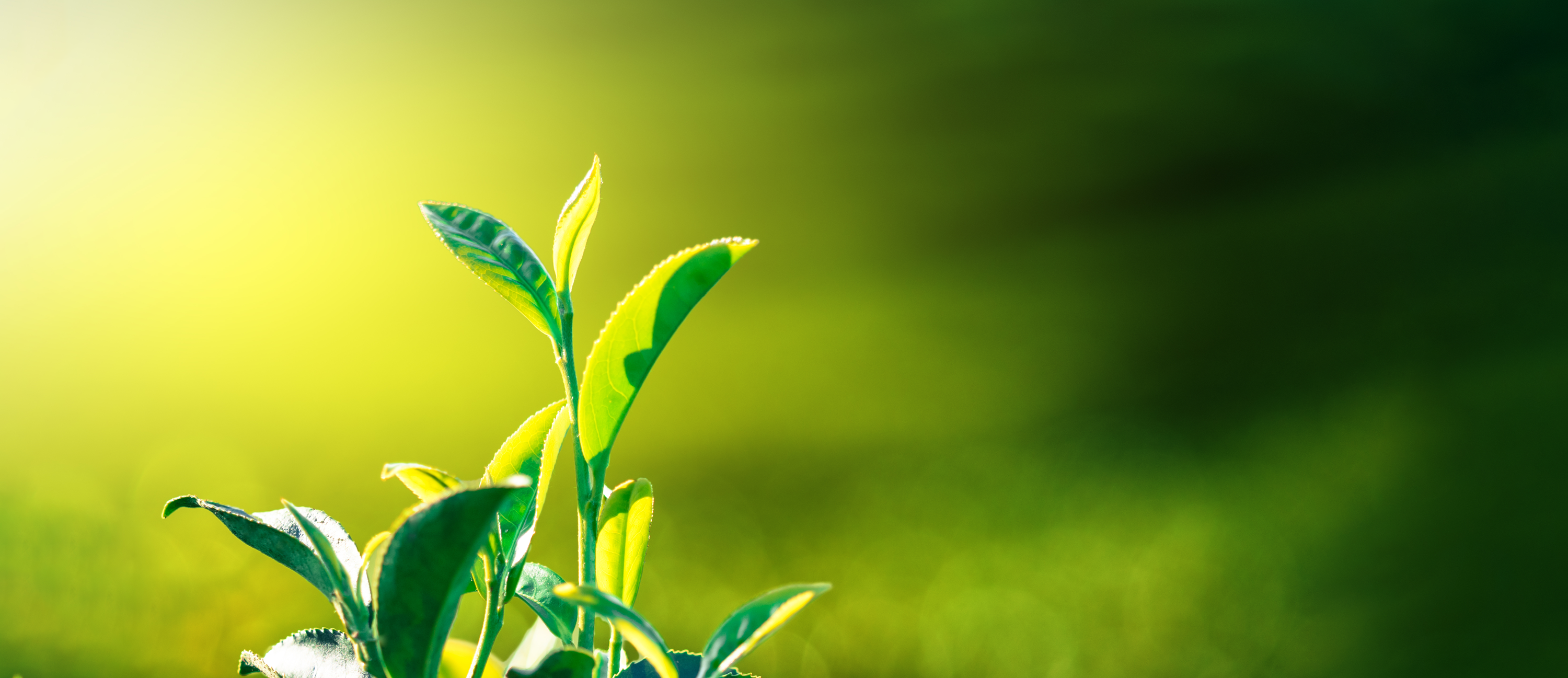 新茶の季節「八十八夜」SINGING SHINCHA送料無料キャンペーン