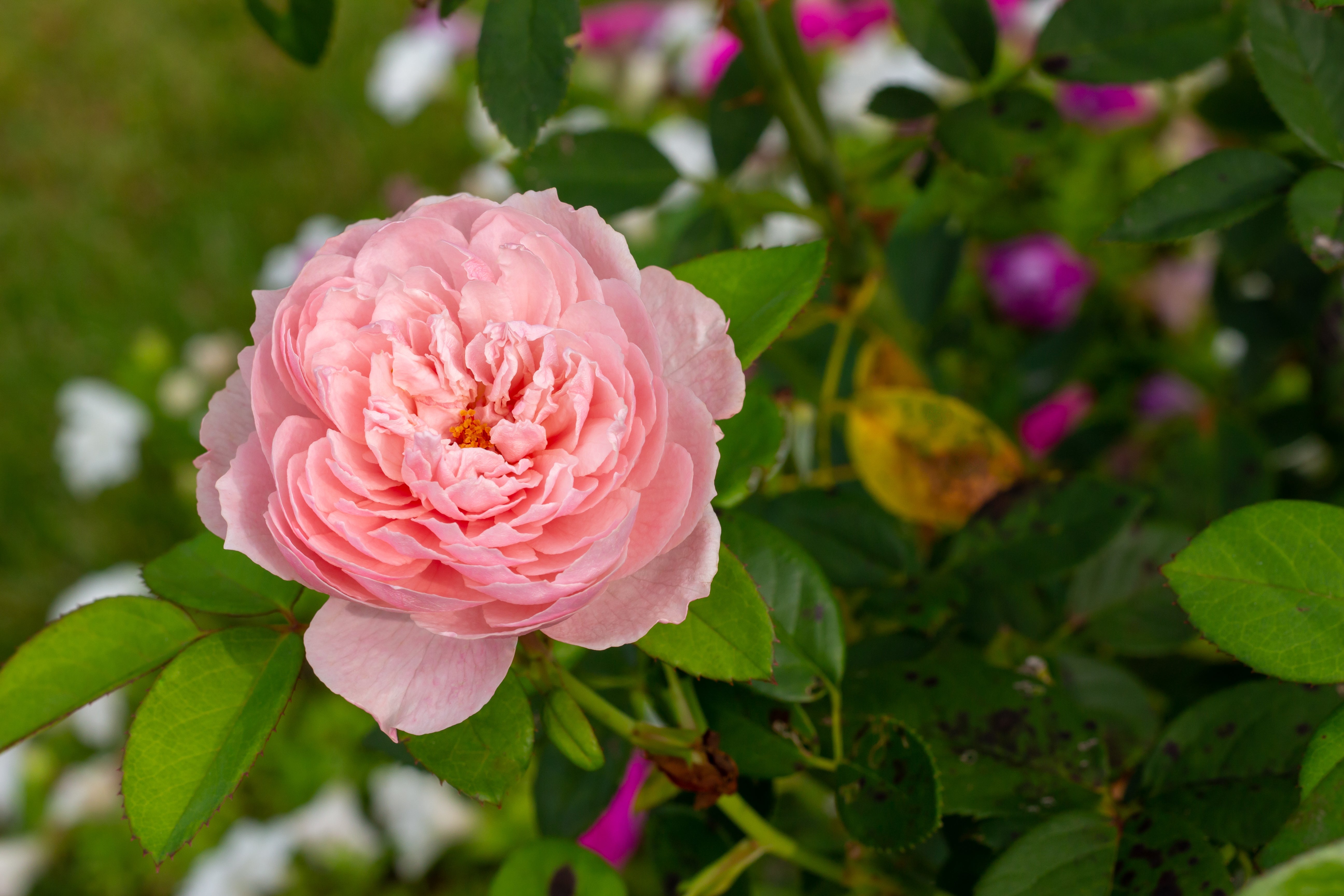 rosacenterfolia.jpeg__PID:5b5a318e-f64a-4e46-970c-0ae1793f001e
