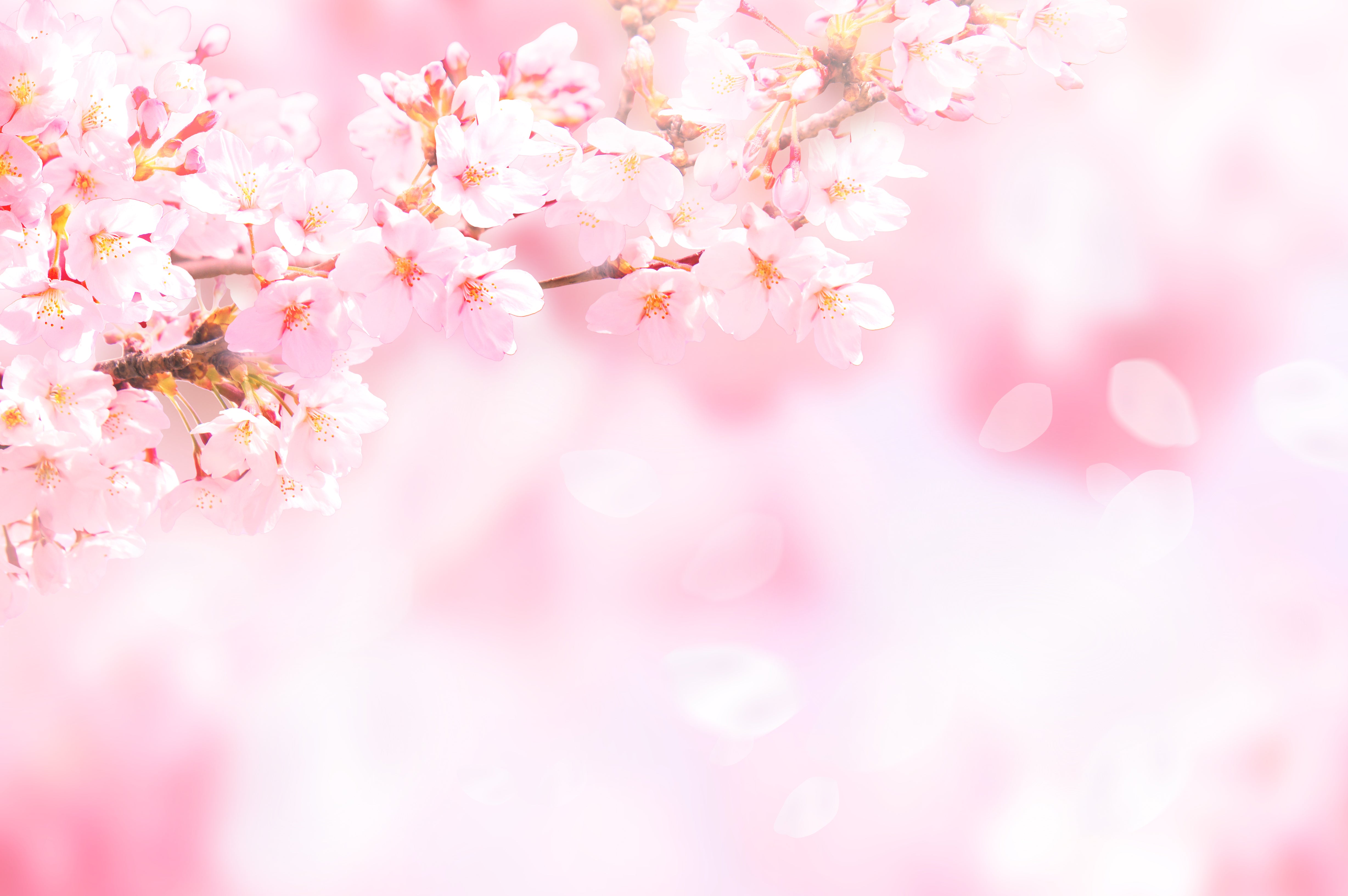 sakura.jpeg__PID:a2065b5a-318e-464a-9e46-170c0ae1793f