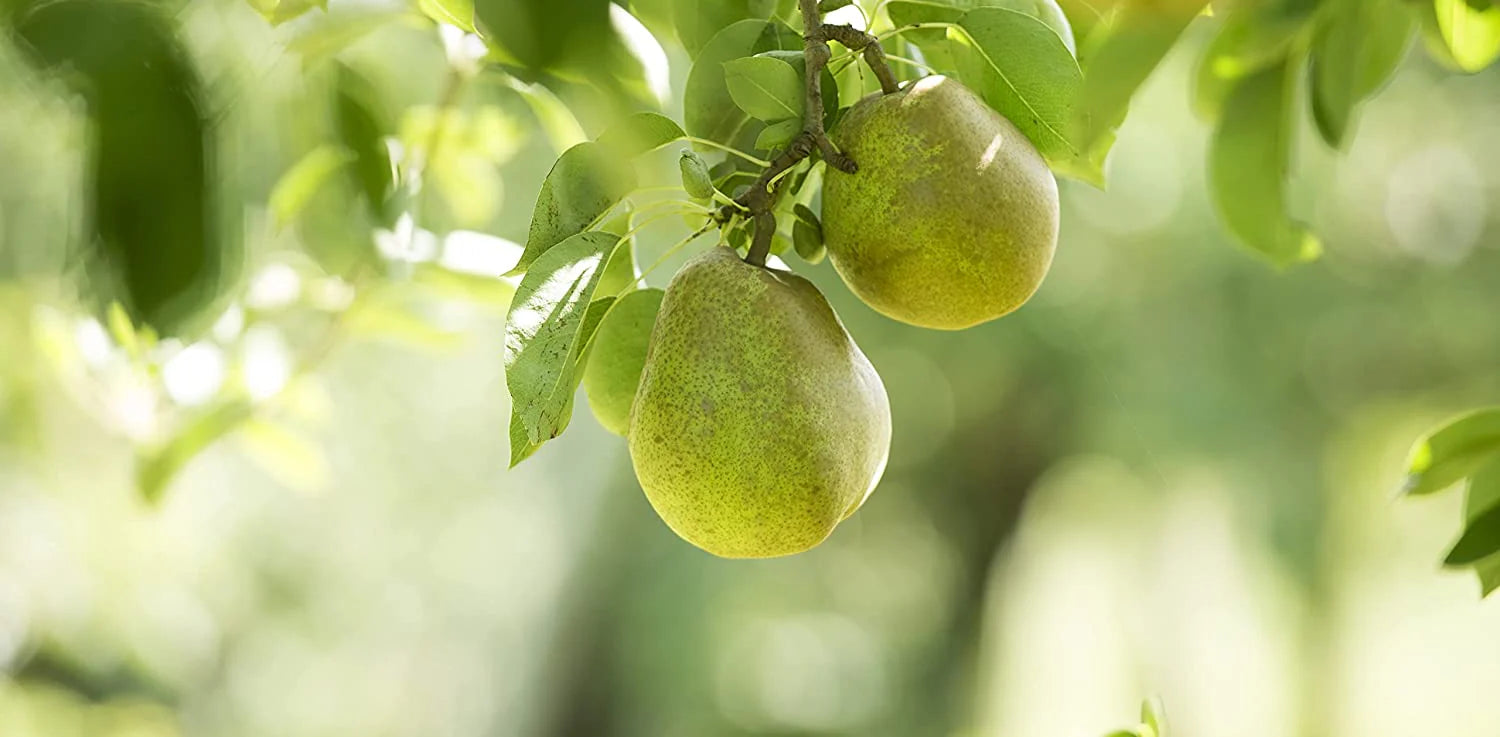 SWINGING PEAR(スウィンギングペアー) – BÉLAIR LAB(ベレアラボ SWINGING PEAR(スウィンギングペアー) – BÉLAIR LAB(ベレアラボ